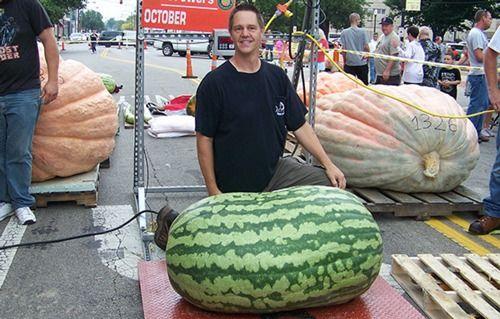 大瓜直播间吃瓜是真的吗,吃瓜真相大揭秘  第2张