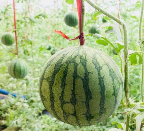 有哪些吃瓜门,那些令人捧腹的“吃瓜”门事件 第3张 有哪些吃瓜门,那些令人捧腹的“吃瓜”门事件 第3张