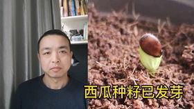 吵架情侣吃瓜视频,一场甜蜜与火药的较量  第2张