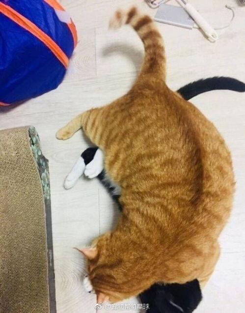 黑猫吃瓜群众  第2张