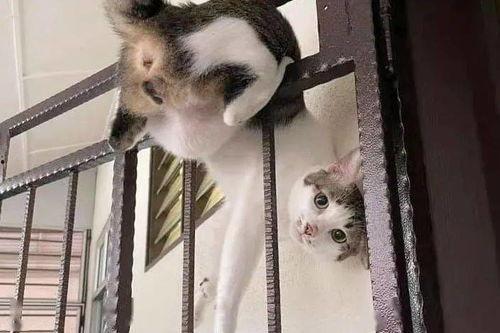 黑猫吃瓜群众  第3张