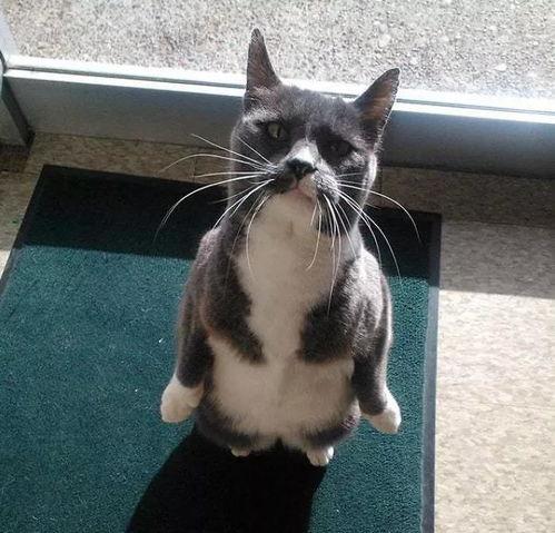 吃瓜看戏猫咪吃瓜