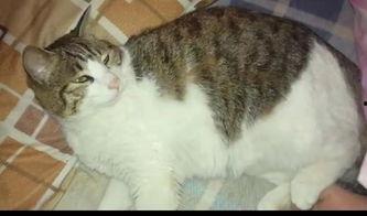 吃瓜看戏猫咪吃瓜  第2张