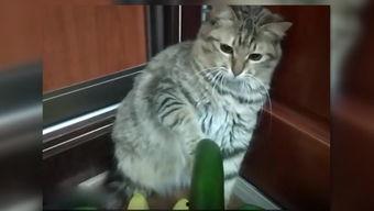 吃瓜看戏猫咪吃瓜  第3张