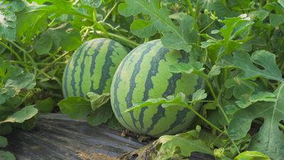 惬意吃瓜视频素材 第2张 惬意吃瓜视频素材 第2张