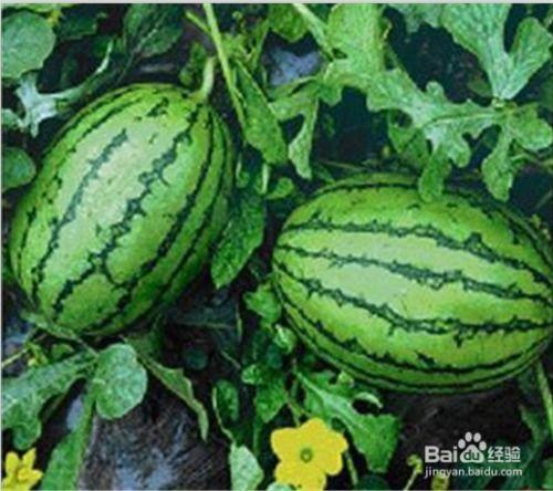 西瓜免费吃瓜吗,夏日炎炎西瓜盛宴 第3张 西瓜免费吃瓜吗,夏日炎炎西瓜盛宴 第3张