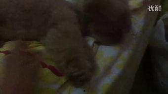 赛后吃瓜小视频,揭秘赛场幕后精彩瞬间 第2张 赛后吃瓜小视频,揭秘赛场幕后精彩瞬间 第2张