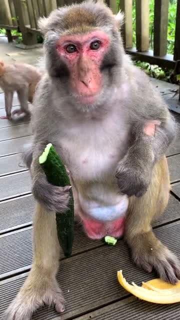 猴子吃瓜的女生,猴子与女生的欢乐食瓜记