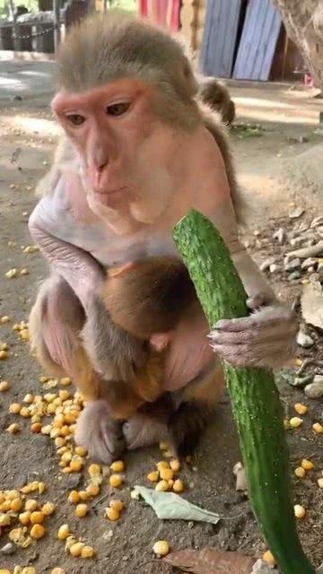 猴子吃瓜的女生,猴子与女生的欢乐食瓜记  第2张