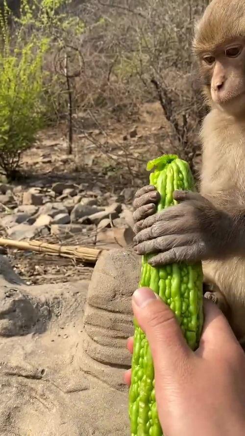 猴子吃瓜的女生,猴子与女生的欢乐食瓜记  第3张