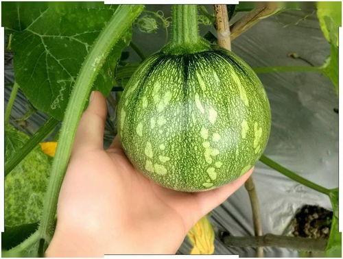 princess吃瓜  第2张