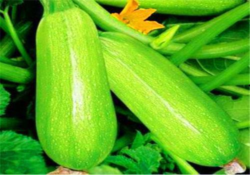 咳嗽可以吃茭瓜,缓解咳嗽的天然良方 第2张 咳嗽可以吃茭瓜,缓解咳嗽的天然良方 第2张