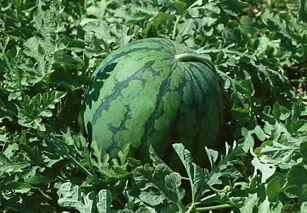 吃口茜瓜,一口咬下，尽享夏日清新