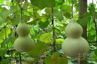 怎样制作葫芦瓜吃