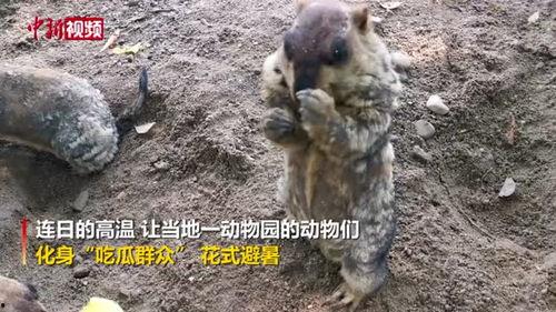 动物吃瓜群众,揭秘它们的八卦生活