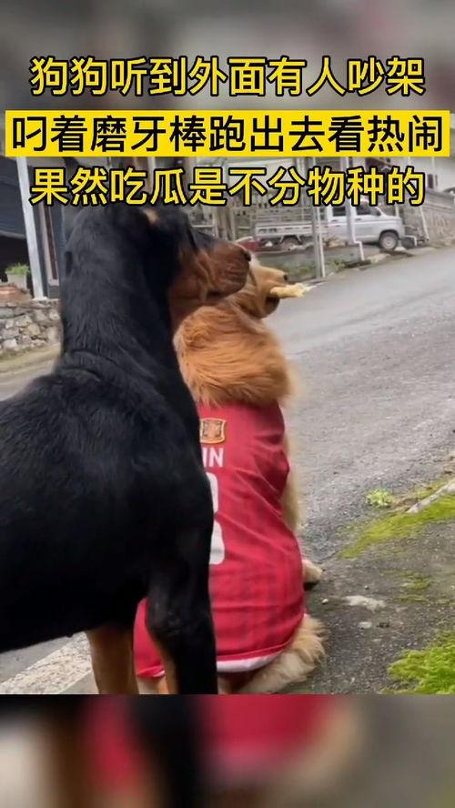 动物吃瓜群众,揭秘它们的八卦生活  第2张