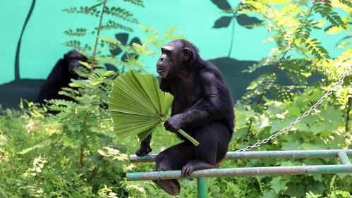 动物吃瓜群众,揭秘它们的八卦生活  第3张