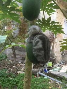 为了吃瓜爬到树上,一场别开生面的夏日奇遇  第2张