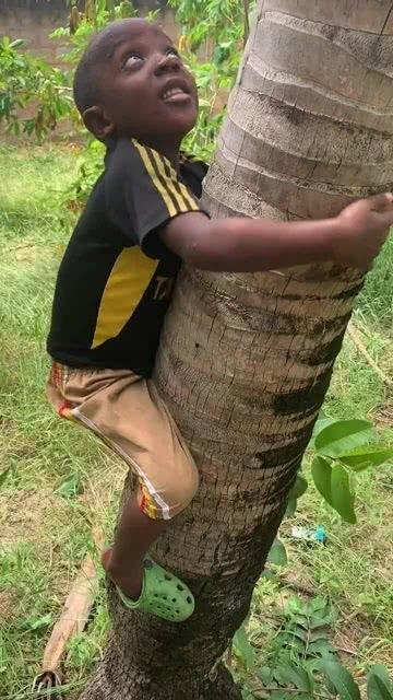 为了吃瓜爬到树上,一场别开生面的夏日奇遇  第3张