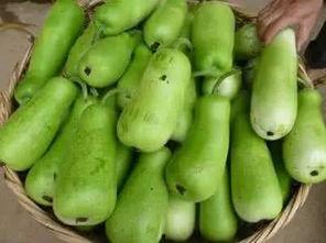 人家吃葫芦瓜,探寻民间美味新风尚