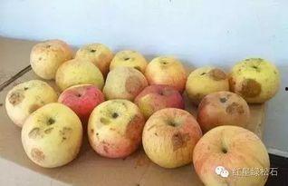 人家吃葫芦瓜,探寻民间美味新风尚 第3张 人家吃葫芦瓜,探寻民间美味新风尚 第3张