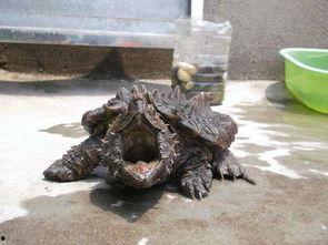 真鳄龟吃瓜蔬  第3张