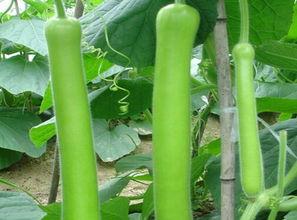 瓠瓜削皮吃吗,健康美味两不误  第3张