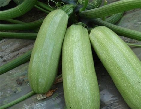 吃雷瓜有那些好处,揭秘吃雷瓜的五大益处 第1张 吃雷瓜有那些好处,揭秘吃雷瓜的五大益处 第1张