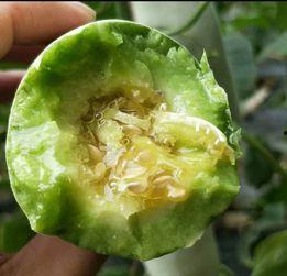 吃雷瓜有那些好处,揭秘吃雷瓜的五大益处 第3张 吃雷瓜有那些好处,揭秘吃雷瓜的五大益处 第3张