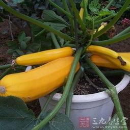 角瓜能晒干吃,角瓜的晒制与食用新体验  第3张