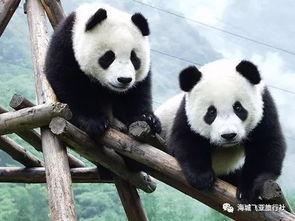 日本熊猫外卖吃瓜,吃瓜群众的独特“熊猫美食”体验