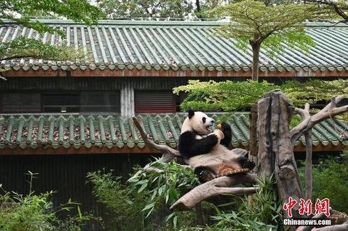 日本熊猫外卖吃瓜,吃瓜群众的独特“熊猫美食”体验 第3张 日本熊猫外卖吃瓜,吃瓜群众的独特“熊猫美食”体验 第3张