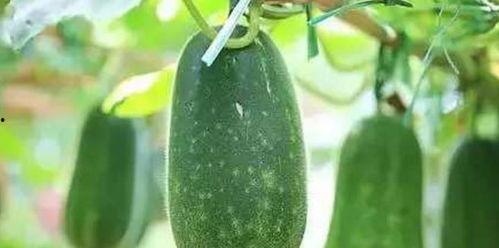 吃瓜的人本身就是瓜,你也是瓜吗？  第3张