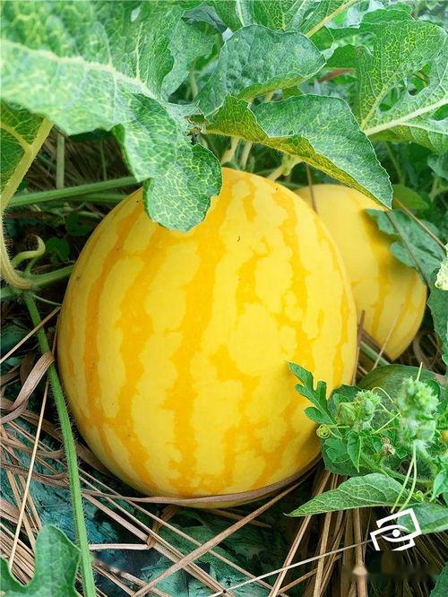 海胶吃瓜,揭秘热带水果界的“网红”现象