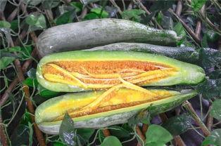 往期网红吃瓜,揭秘网红吃瓜背后的真相与笑料  第2张