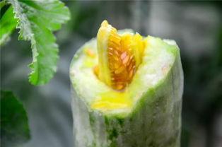 往期网红吃瓜,揭秘网红吃瓜背后的真相与笑料  第3张