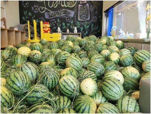 阜阳吃瓜,吃瓜也能吃出风味