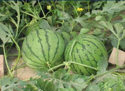 最新济宁微山吃瓜事件,一场引发热议的网络风波揭秘