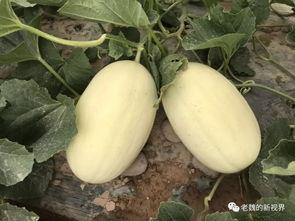 吃瓜三石,娱乐圈的神秘力量 第3张 吃瓜三石,娱乐圈的神秘力量 第3张