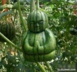 跟朋友见面吃瓜,揭秘吃瓜背后的故事 第2张 跟朋友见面吃瓜,揭秘吃瓜背后的故事 第2张