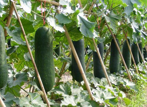 清晨吃瓜好吗,健康还是禁忌？揭秘清晨吃瓜的利与弊  第3张