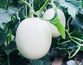 房间里吃瓜,揭秘房间里独特的吃瓜文化  第3张