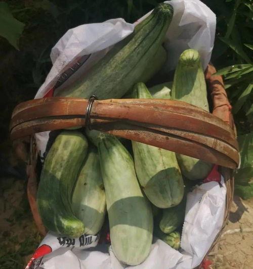 系统带我吃瓜短剧  第1张