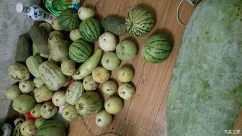 系统带我吃瓜短剧  第2张