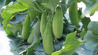 系统带我吃瓜短剧  第3张