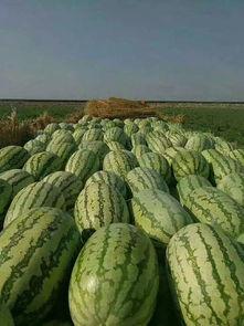 吃瓜自己掉皮 第1张 吃瓜自己掉皮 第1张