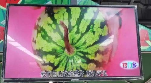 老头瓜棚吃瓜,老头瓜棚里的悠闲时光  第2张