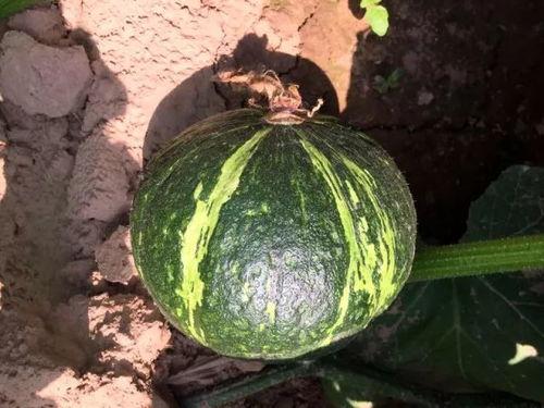 贝贝瓜吃的好处,营养丰富的健康之选，揭秘其四大益处  第3张