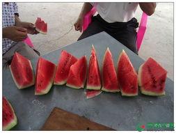 吃瓜玩具部落,揭秘吃瓜玩具部落的奇幻世界  第2张